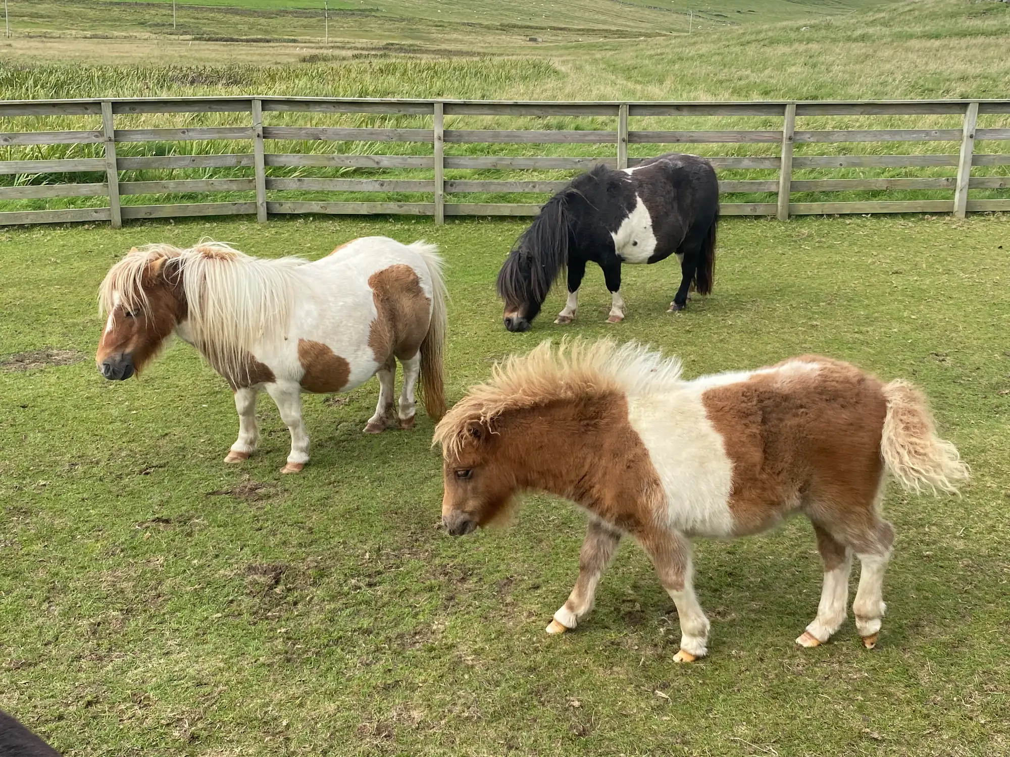 3. Scalloway & Ponies Tour - Shetland Guided Tours